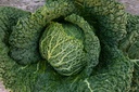 Savoy cabbage, Savoy