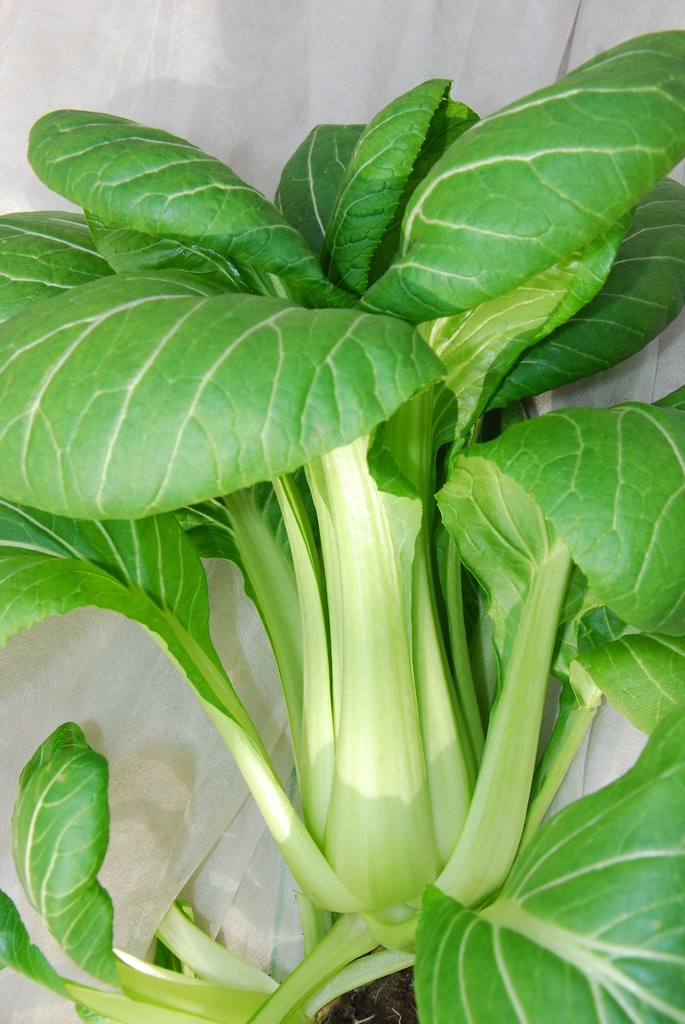 Légume Asiatique, Pak Choï