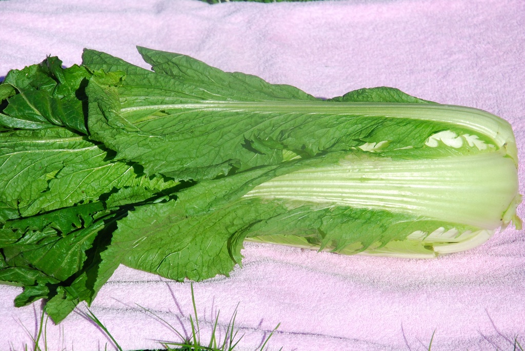 Asian vegetable, Michihili