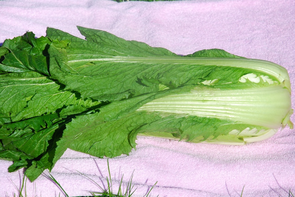 Légume Asiatique, Michihili