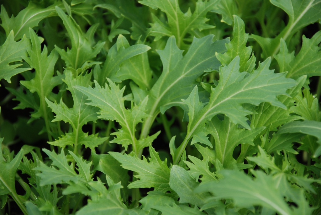 Asian vegetable, Mizuna "Green"