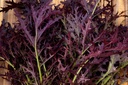 Légume asiatique, Moutarde "Rouge Filigrane"