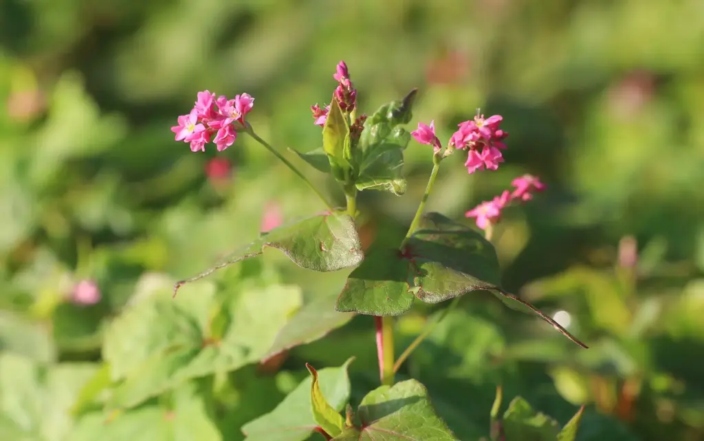 Red-flowered Buckwheat, Takane Ruby (Portion)