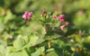 Red-flowered Buckwheat, Takane Ruby (Portion)