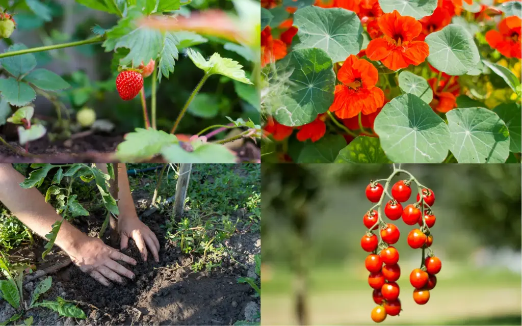 Abo "Kleiner Gärtner" – 4 Jahreszeiten voller Entdeckungen