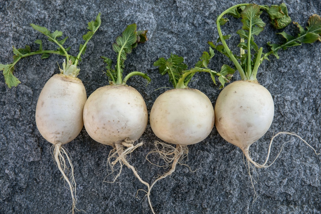 Turnip, White from Muhen