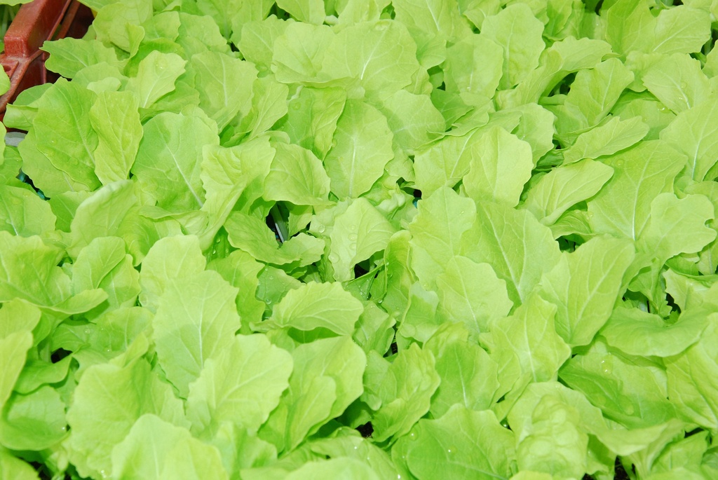 Légume Asiatique, Pai Tsai