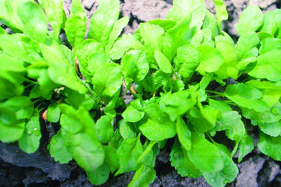 Gartenkresse, Groka
