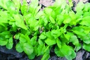 Cresson Alénois, Groka