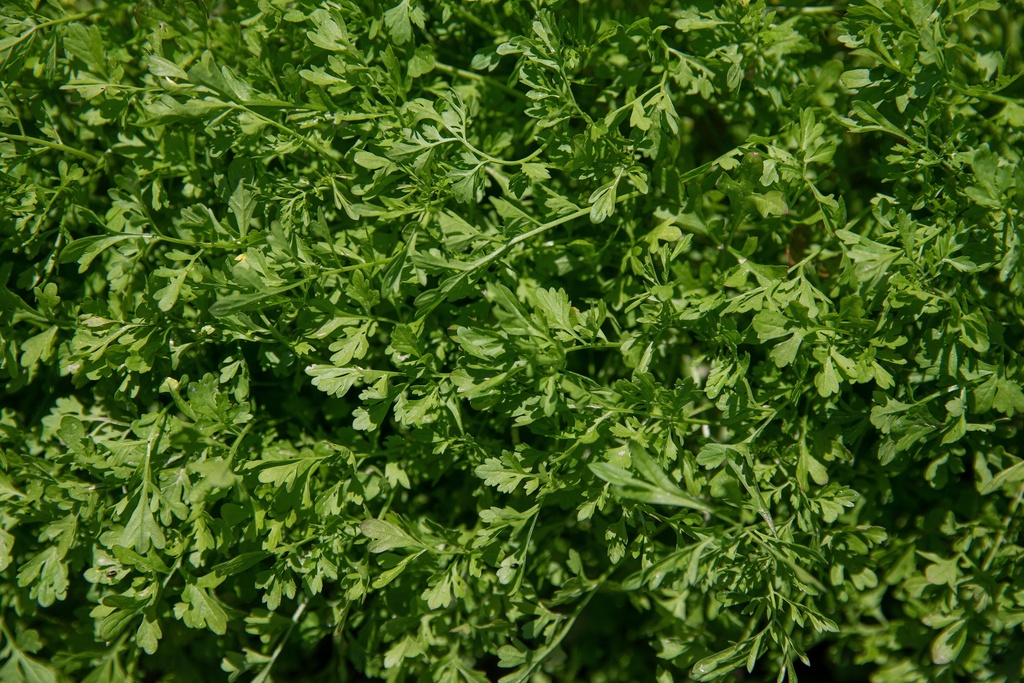 Cresson Alénois, Turque