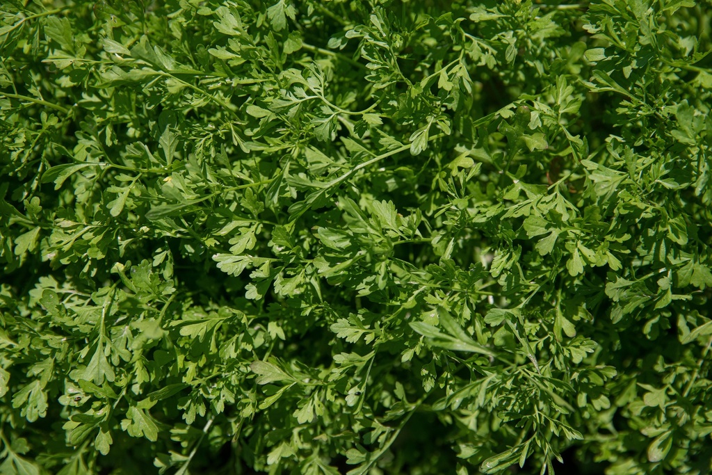 Garden cress, Turkish