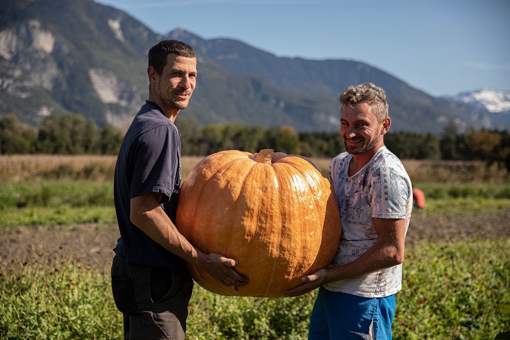 Kürbis, Atlantic Giant