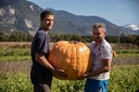 Winter squash, Atlantic Giant