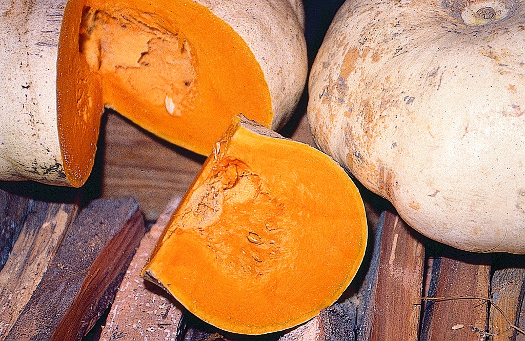 Winter squash 'Flat white Boer'