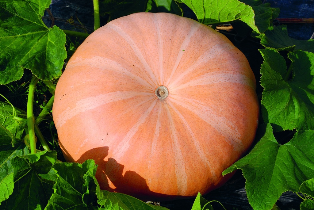 Courge Potiron, Quintal