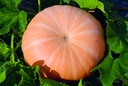 Winter squash, Yellow Hundredweight