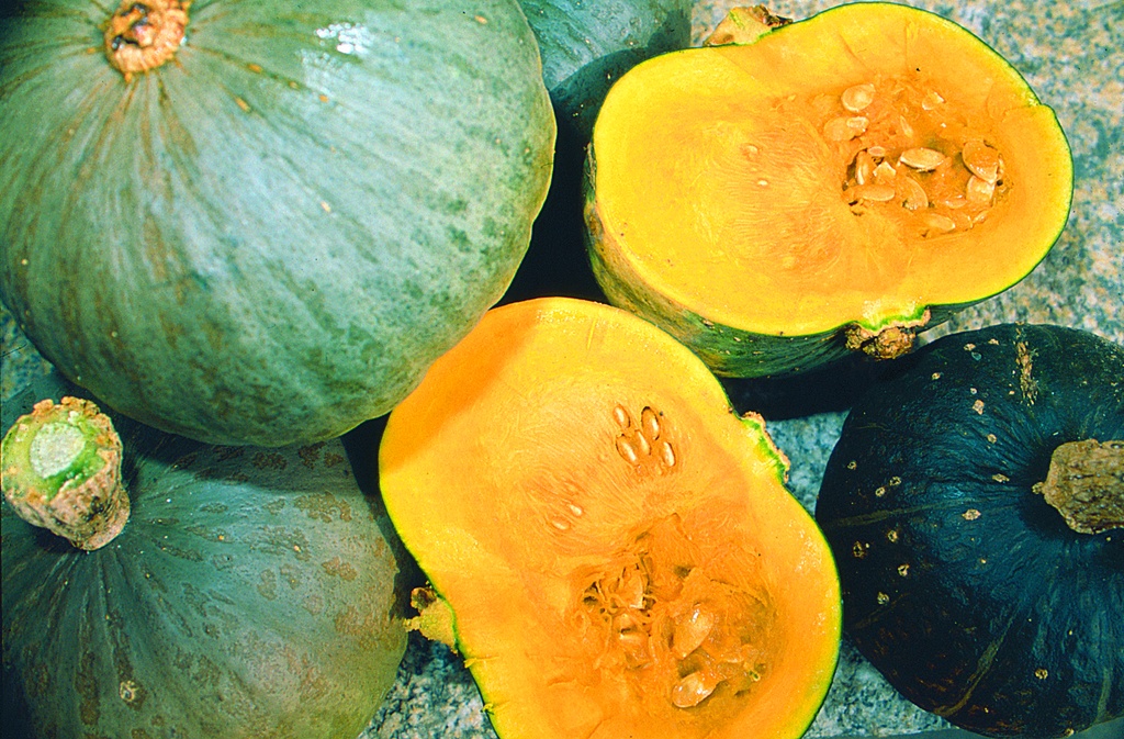 Courge Potimarron, Hokkaido Vert Sélection Z