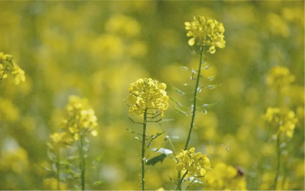 Brown mustard