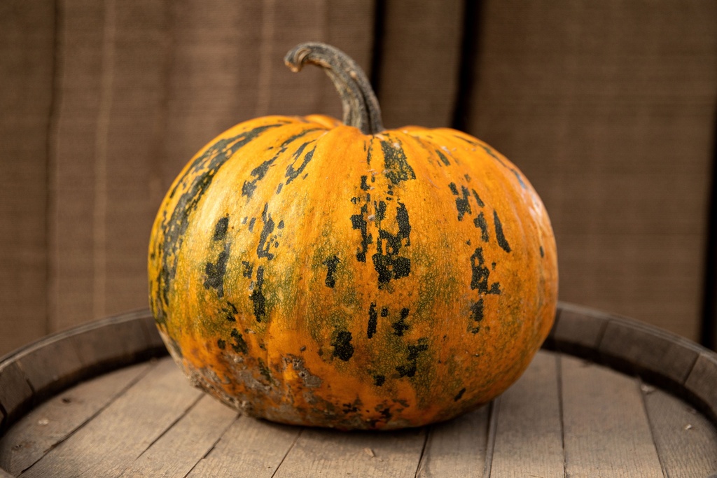 Oilseed pumpkin, Styrian