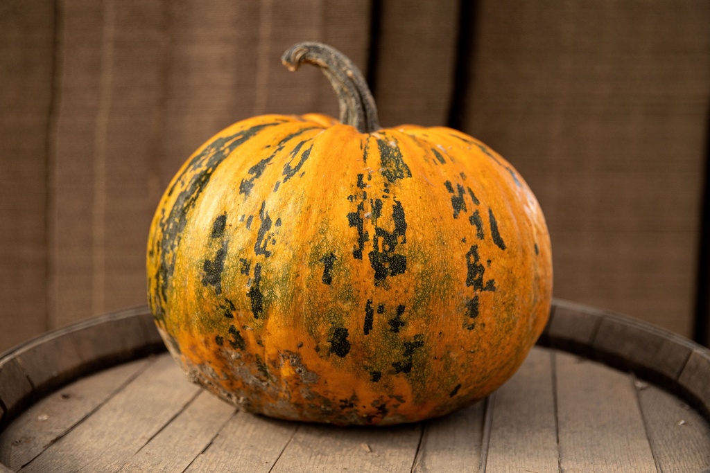 Zucca di olio, Di Stiria