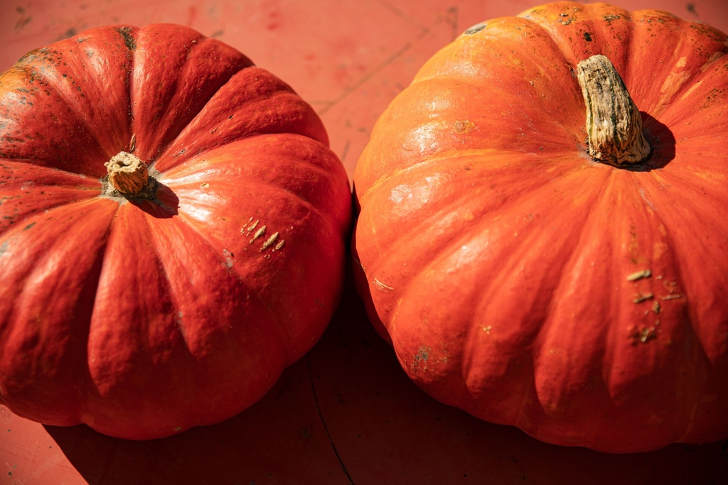 Courge Potiron, Rouge Vif d'Étampes