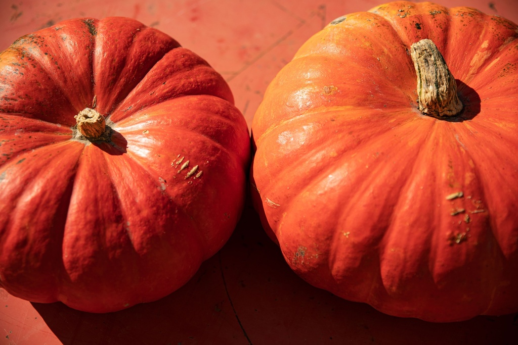 Winter squash, Red Hundredweight