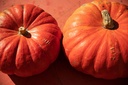 Winter squash, Red Hundredweight