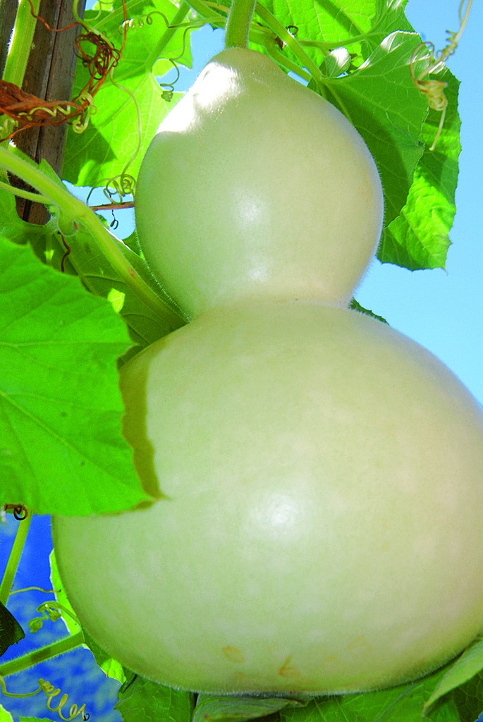 Courge bouteille (Calebasse), Maracas