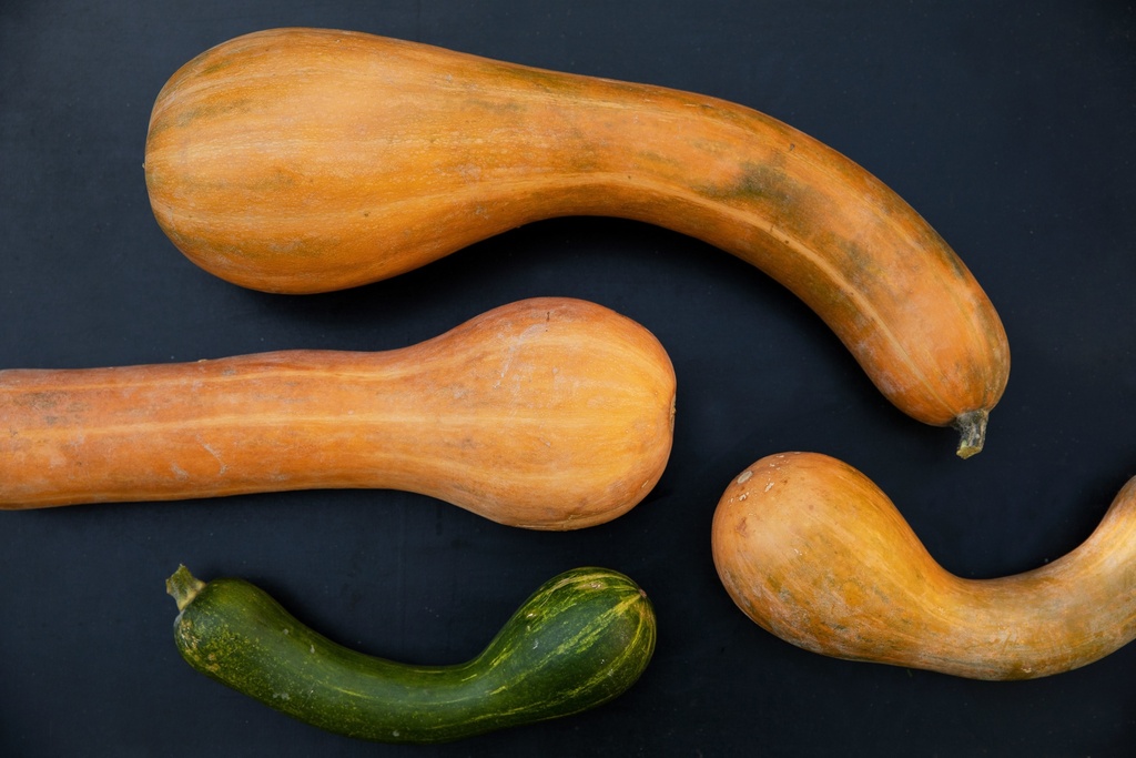 Zucca, Lunga di Nizza