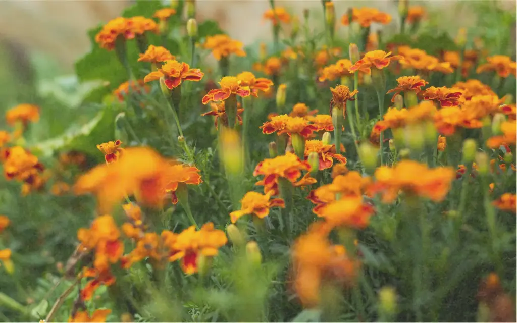 Tagète, Orange