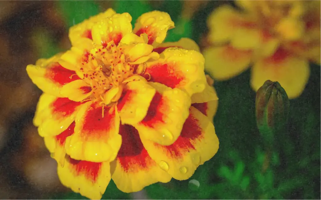 Tagete, yellow spotted