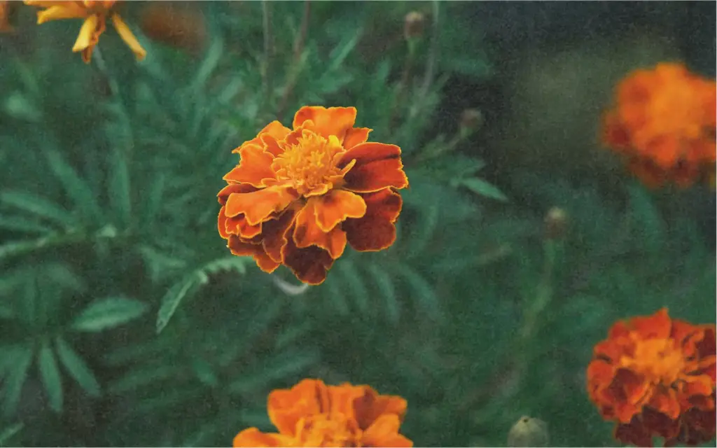 Marigold, orange-brown