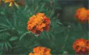 Marigold, orange-brown