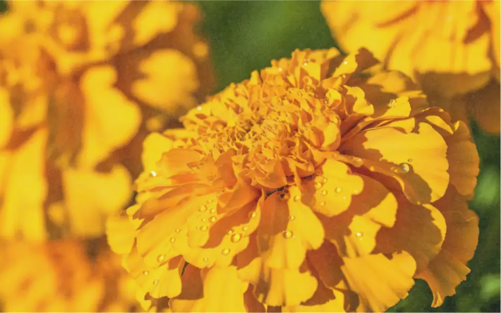 Tagetes, zitronengelb