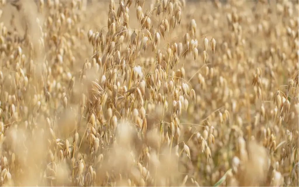 Oats