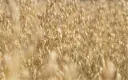 Oats