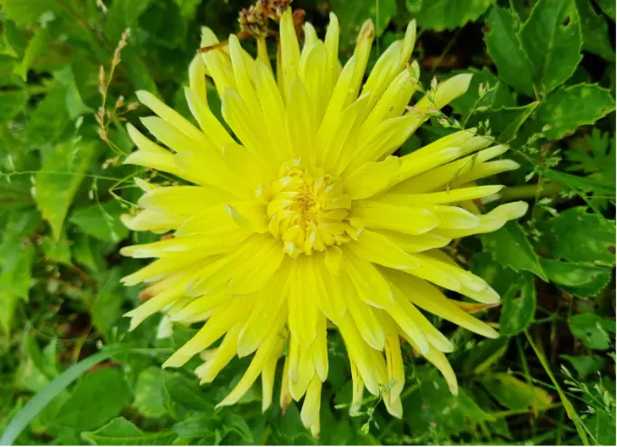 Dahlie ‘Bilbao’