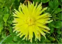 Dahlie ‘Bilbao’