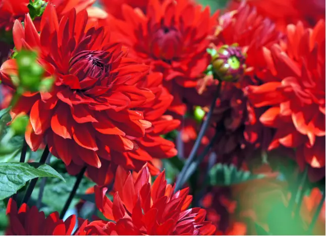 Dahlia ‘Heatwave’