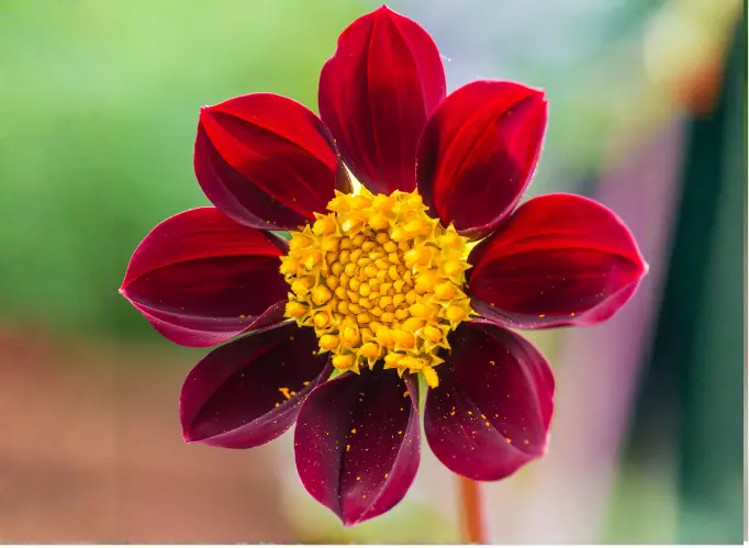 Dahlia ‘Mexican Star’