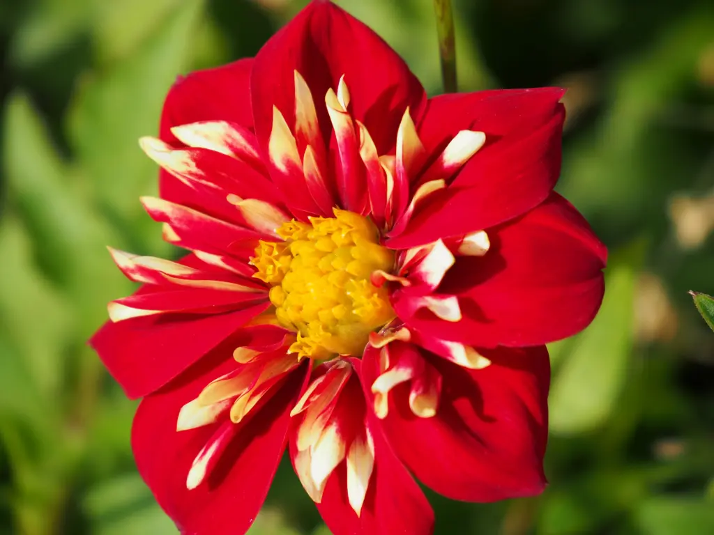 Dahlia ‘Impression Festivo’