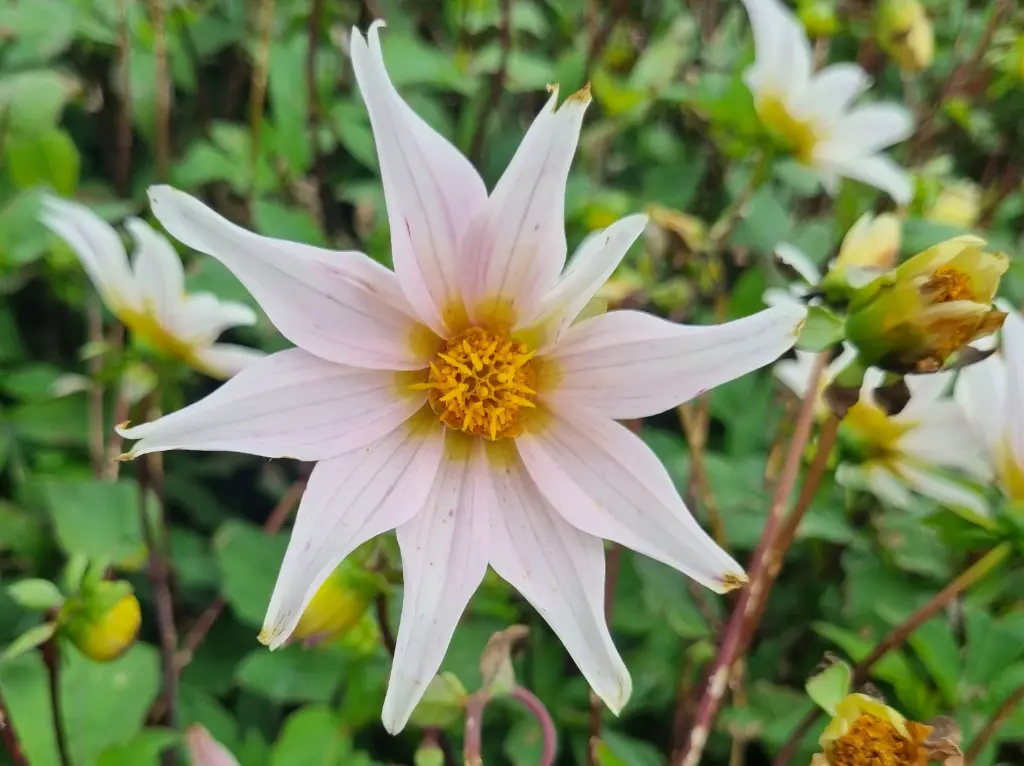 Dahlia ‘Full of Nature’