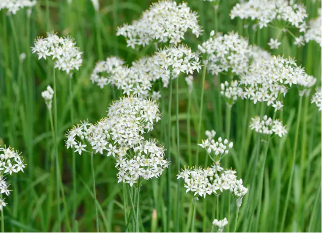 Chinese Chives Bulbs