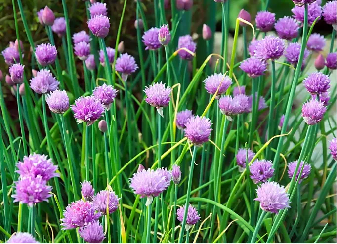 Bulbes de Ciboulette