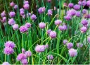 Chives Bulbs