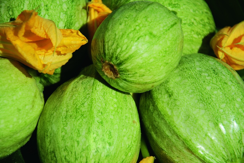 Zucchetti, Runde von Nizza