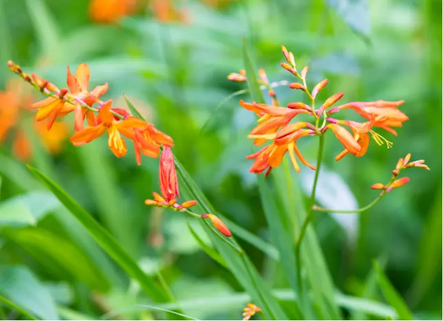 Crocosmia 'George Davidson'