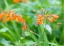 Crocosmia 'George Davidson'