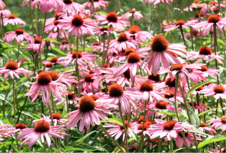 Echinacée pourpre 'Magnus'