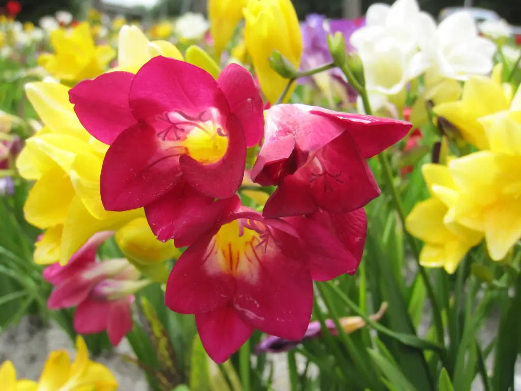 Freesia 
